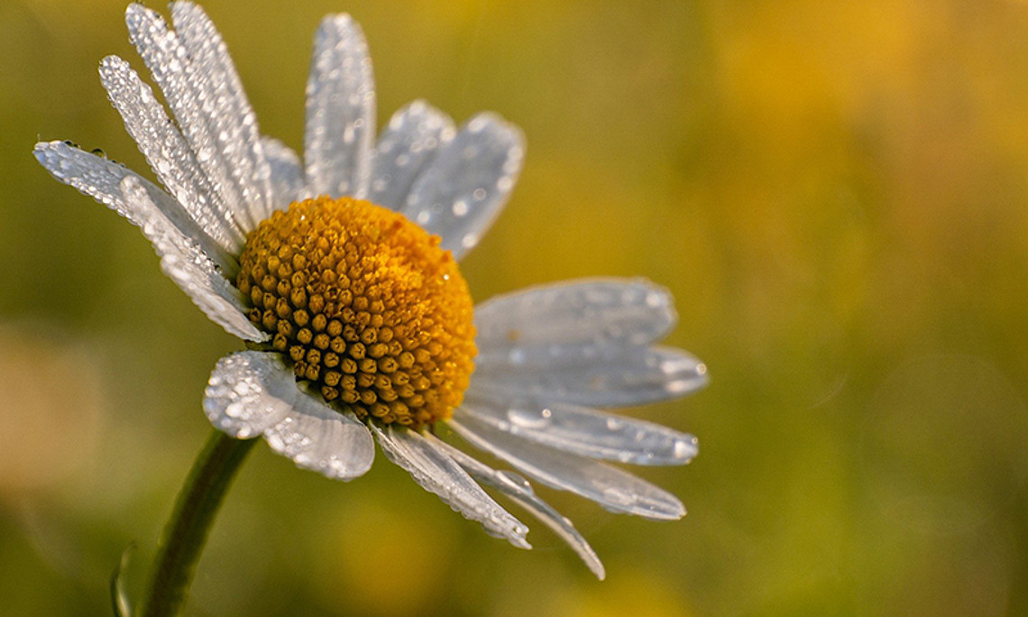 Ob prachtvoll oder unscheinbar, auch Grünstreifen, Vorgärten und selbst Betonritzen treiben hübsche Blüten. Diese gilt es nun zu dokumentieren. Foto: Pixabay