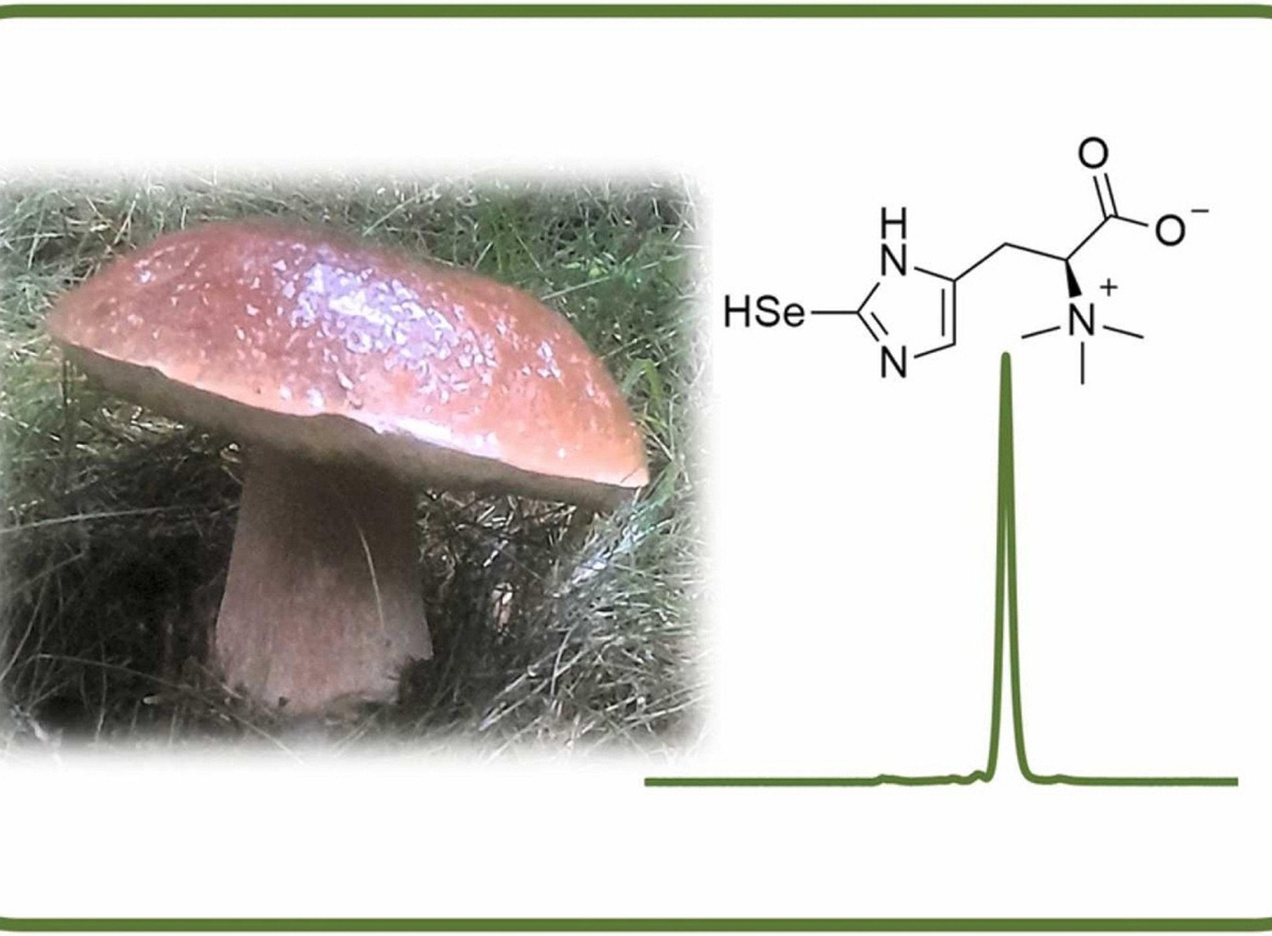 Mushroom picture and chromatographic trace of selenium + structure of selenonein ©Elsevier TOC of publication