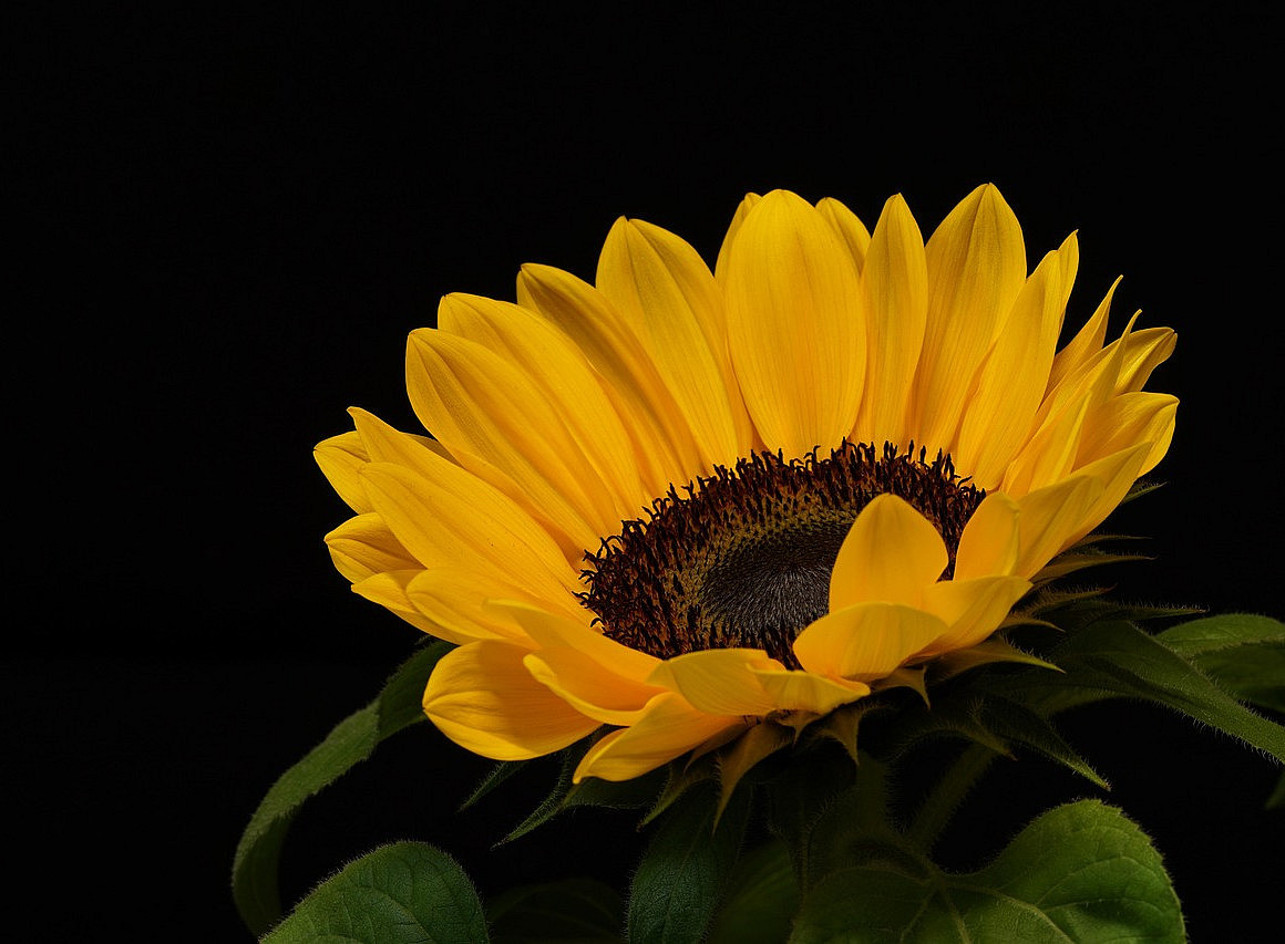 Sommeröffnungszeiten 