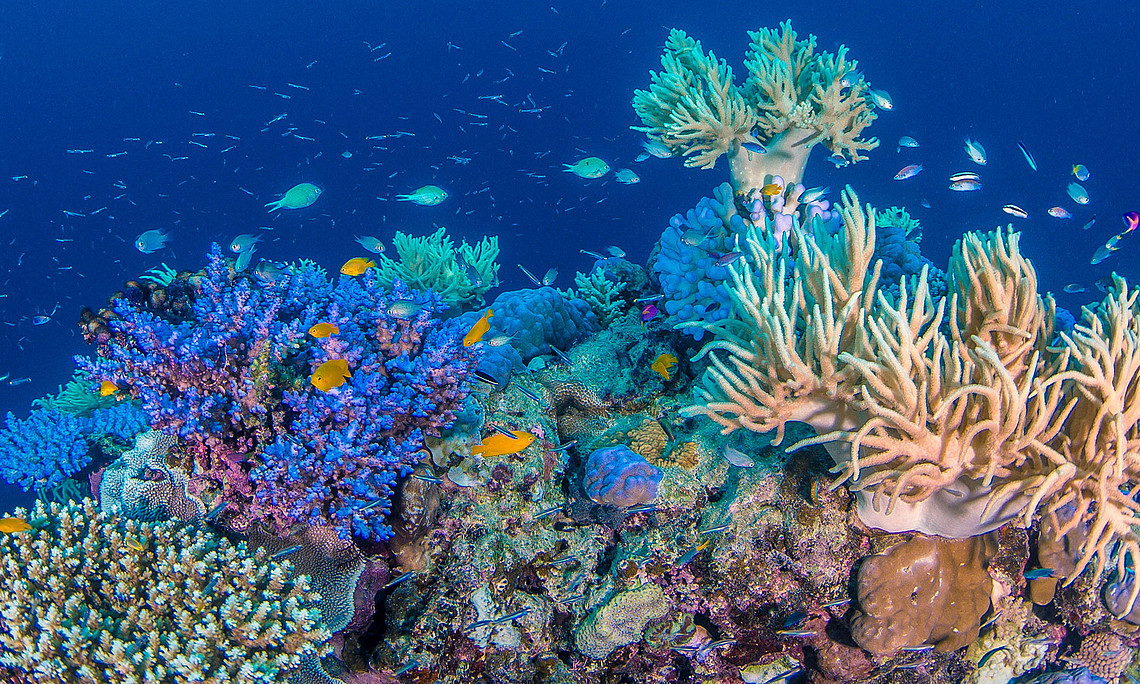 Underwater photo of the Great Barrier Reef with colourful corals and fish