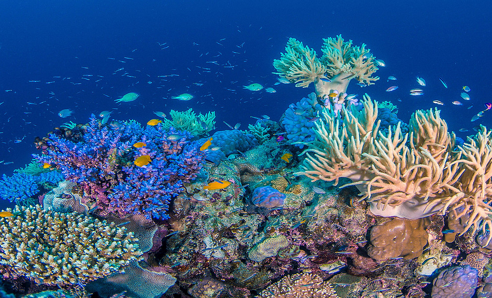 Unterwasseraufnahme vom Great Barrier Reef mit bunten Korallen und Fischen