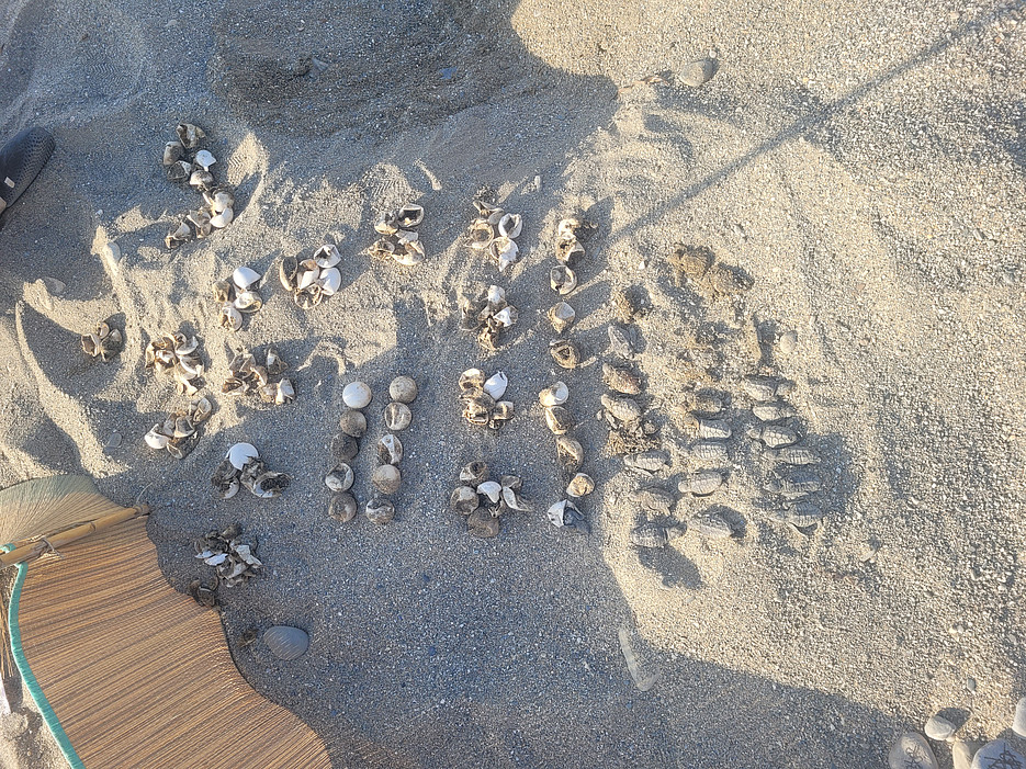 Schildkröteneischalen ©Global Diary | Wiesauer