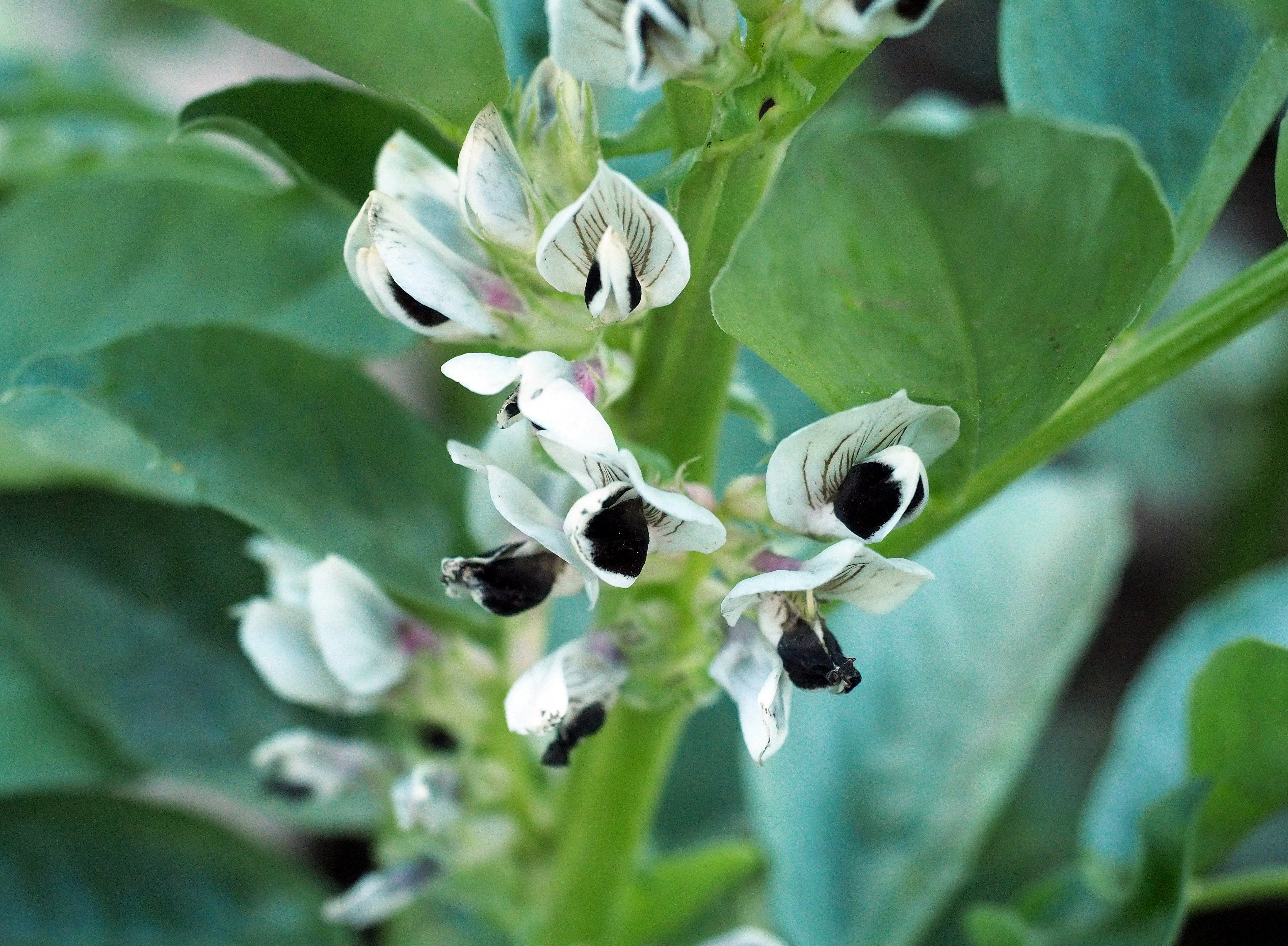 Vicia faba 