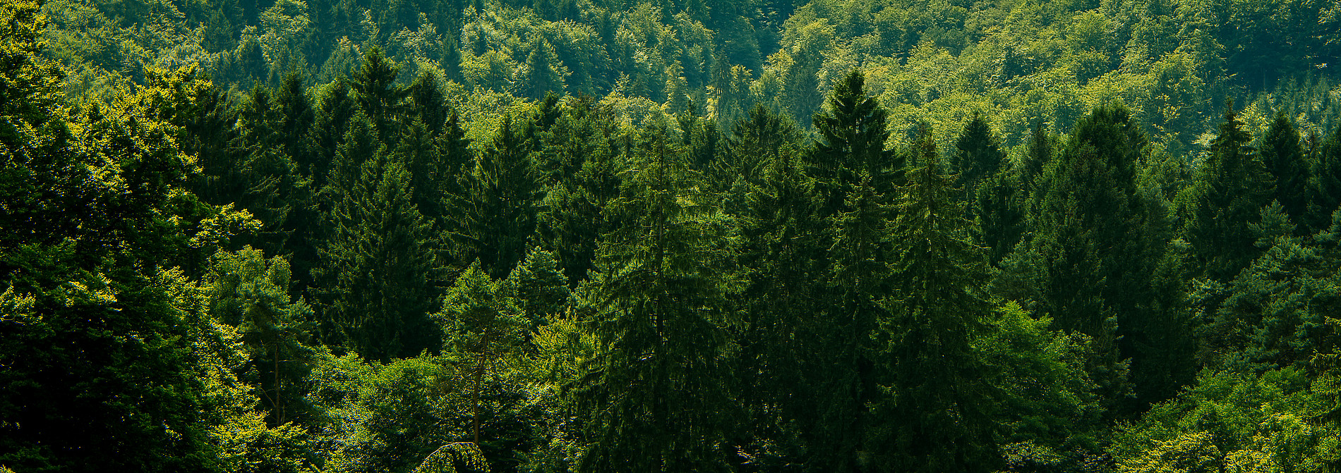 Bild von grünem Wald ©medwedja - stock.adobe.com