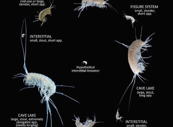 Evolution in the dark: a case of groundwater amphipods 