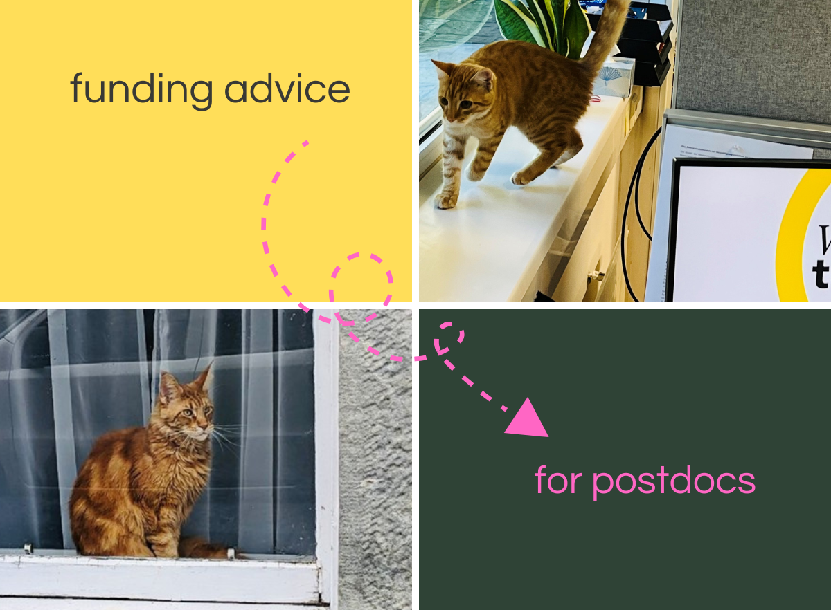 Canva-Grafik: Katzen geben Förderberatung 