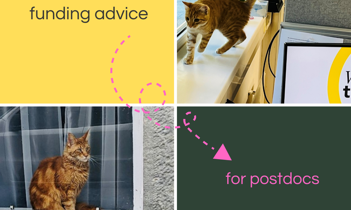 Canva-Grafik: Katzen geben Förderberatung