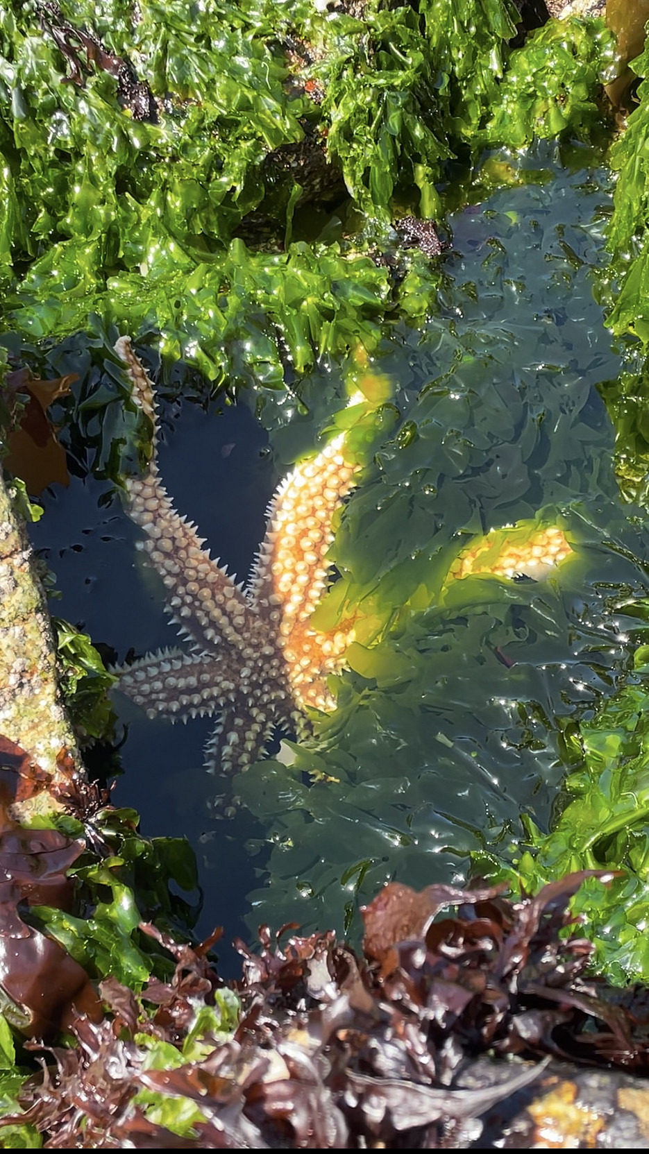 Seestern ©Lea Exel | Global Diary