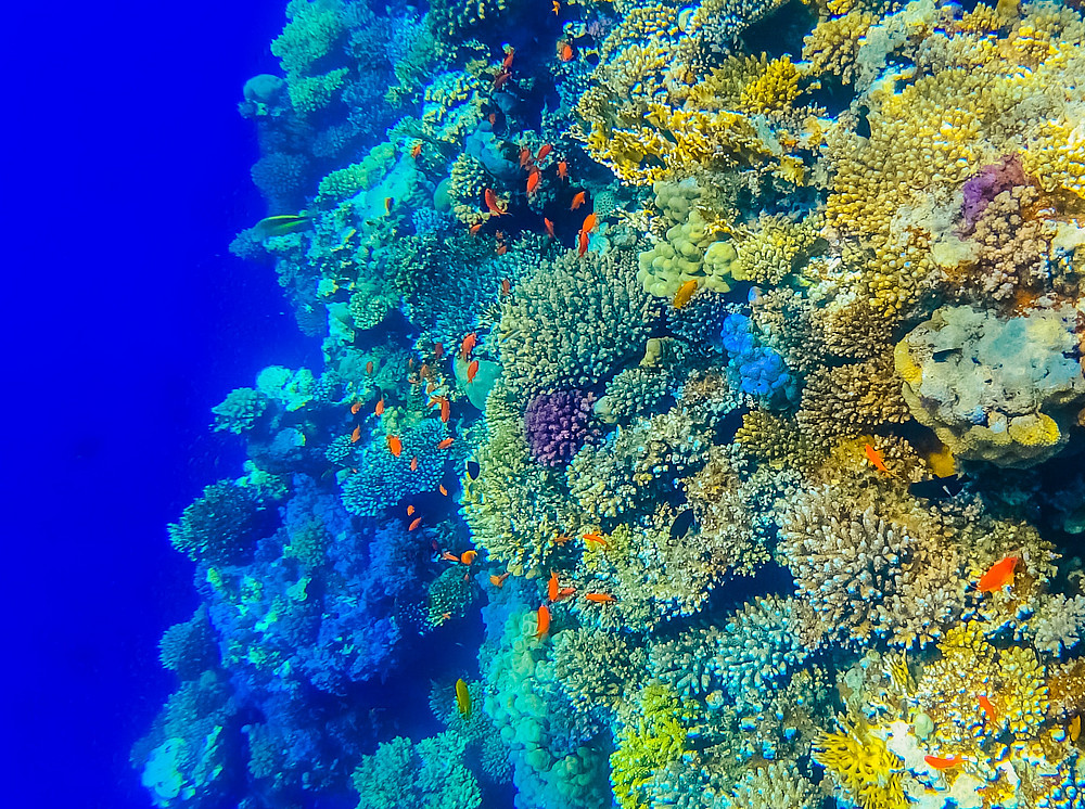 blaues und grünes Korallenriff ©by Raimond Klavins on unsplash
