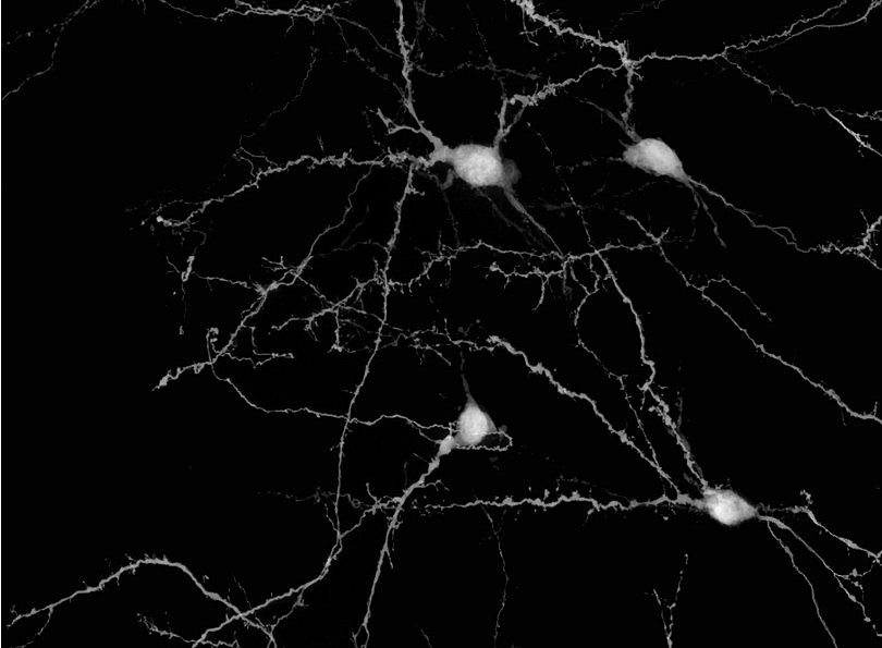 Neurons of the INLL 