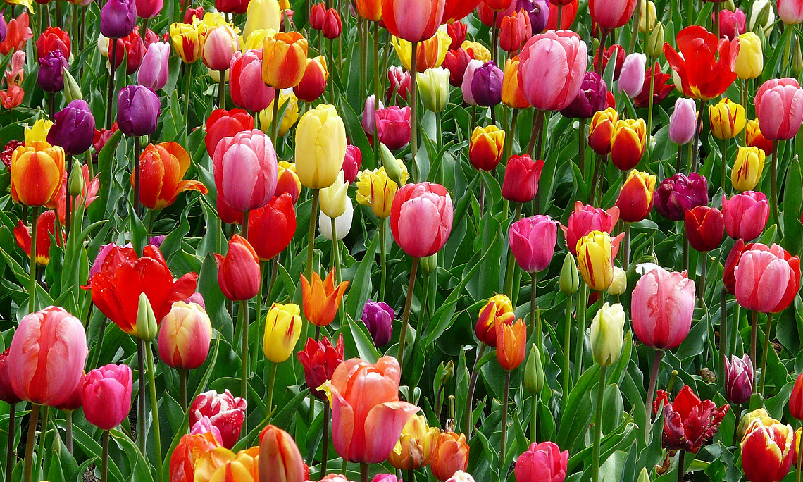Wiese mit bunten Tulpen