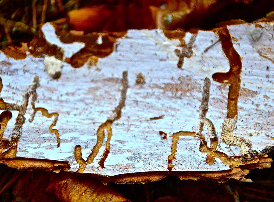 abstraktes Muster von Fraßkanälen eines Borkenkäfers 