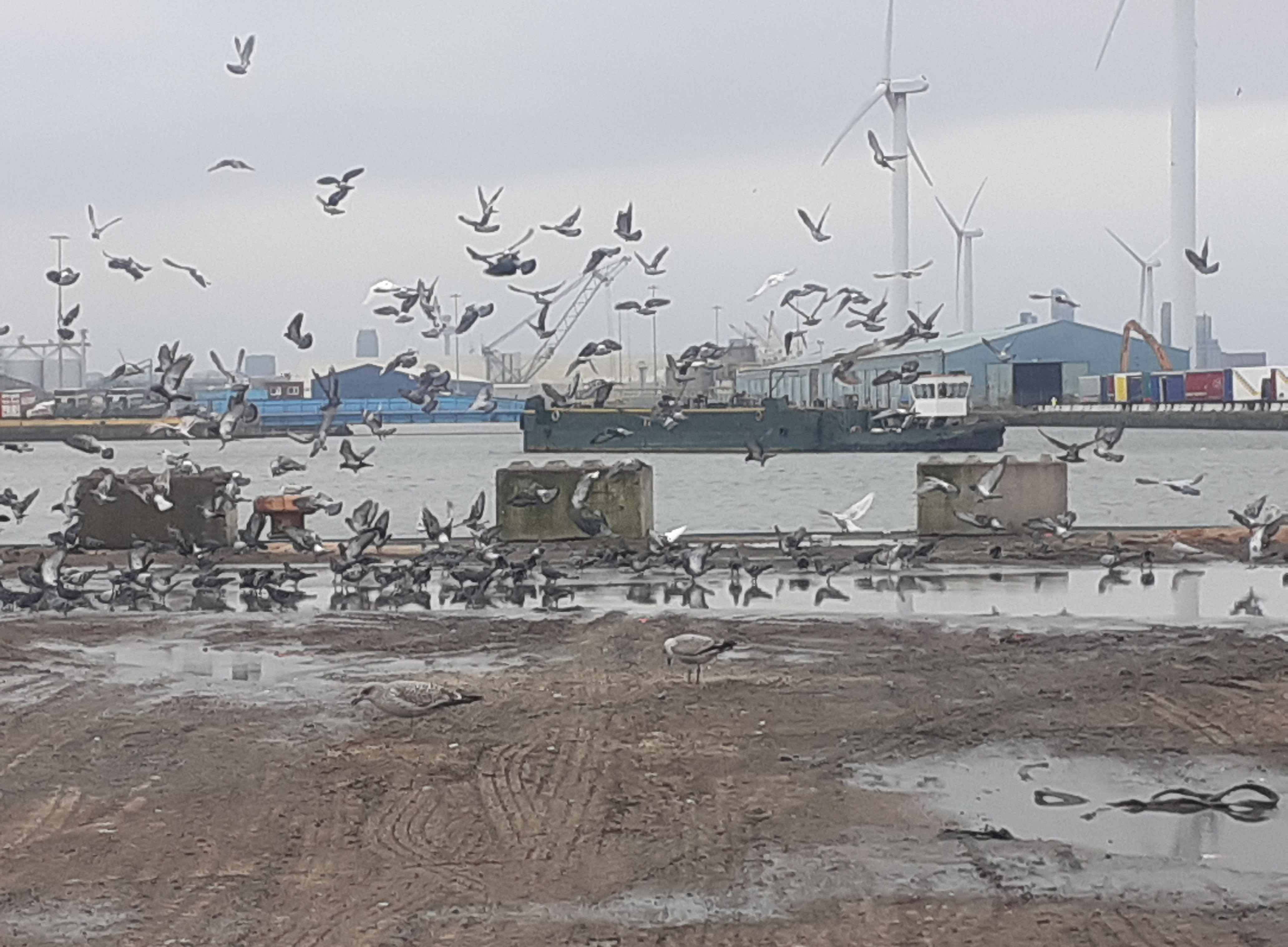 Birds on Liverpool Docks 