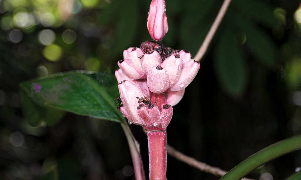 Rosa Blüte