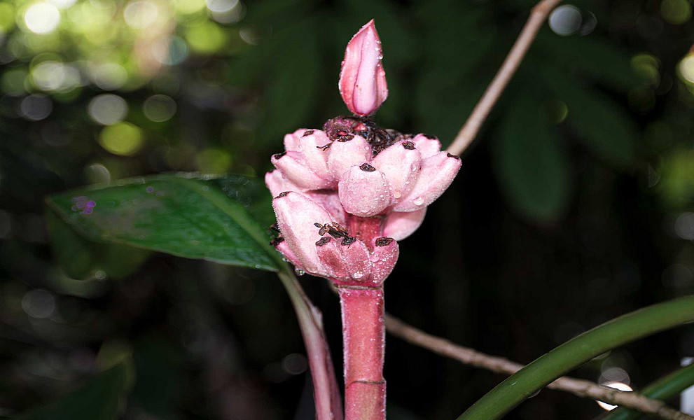Rosa Blüte