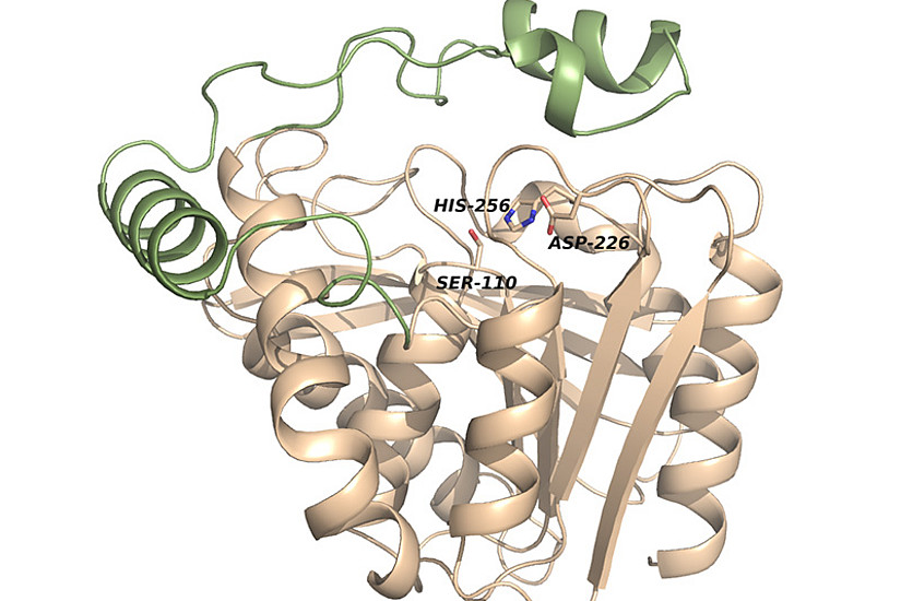Die Monoglyceride Lipase ist ein Enzym, das den Tuberkulose-Erreger stark schwächen kann. BiowissenschafterInnen der Universität Graz haben die Struktur erforscht. Grafik: Uni Graz/Aschauer