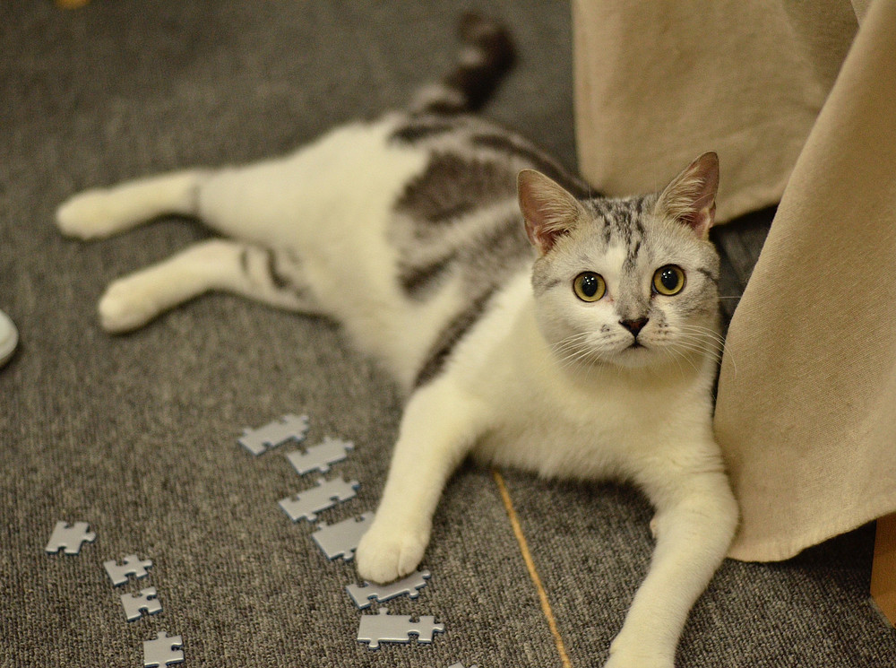 Eine Katze liegt mit Puzzleteilen ausgestreckt auf einem grauen Boden. ©bao sabrina – unsplash.com