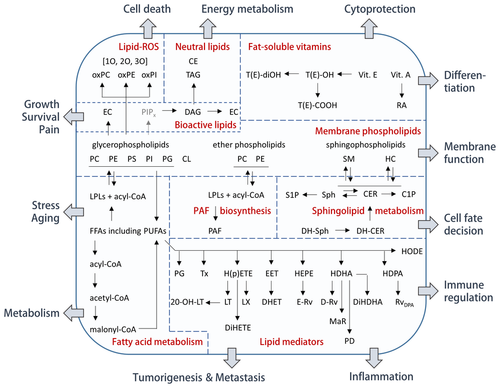 Lipid Metabolism ©Uni Graz / Köberle