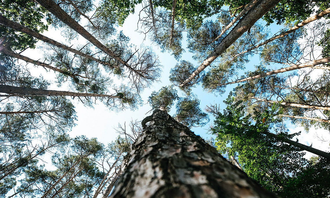 Low-Angle-Fotografie von grünen Bäumen während des Tages