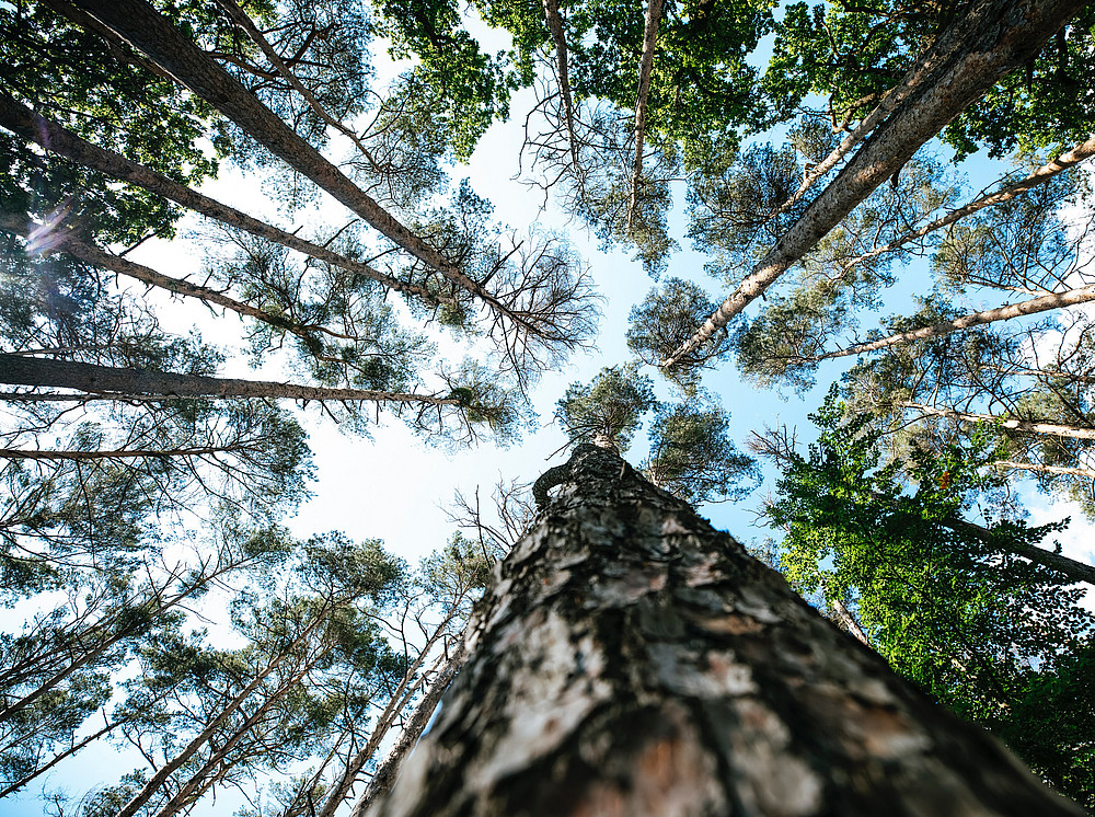 Low-Angle-Fotografie von grünen Bäumen während des Tages ©by Markus Spiske on unsplash