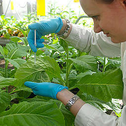 Fotografie von Alexandra Jammer im Laborkittel mit blauen Handschuhen, wie sie gerade vom grünen Blatt einer Pflanze eine Probe entnimmt.