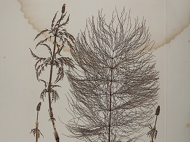 Physiotypia Planarum Austriacarum