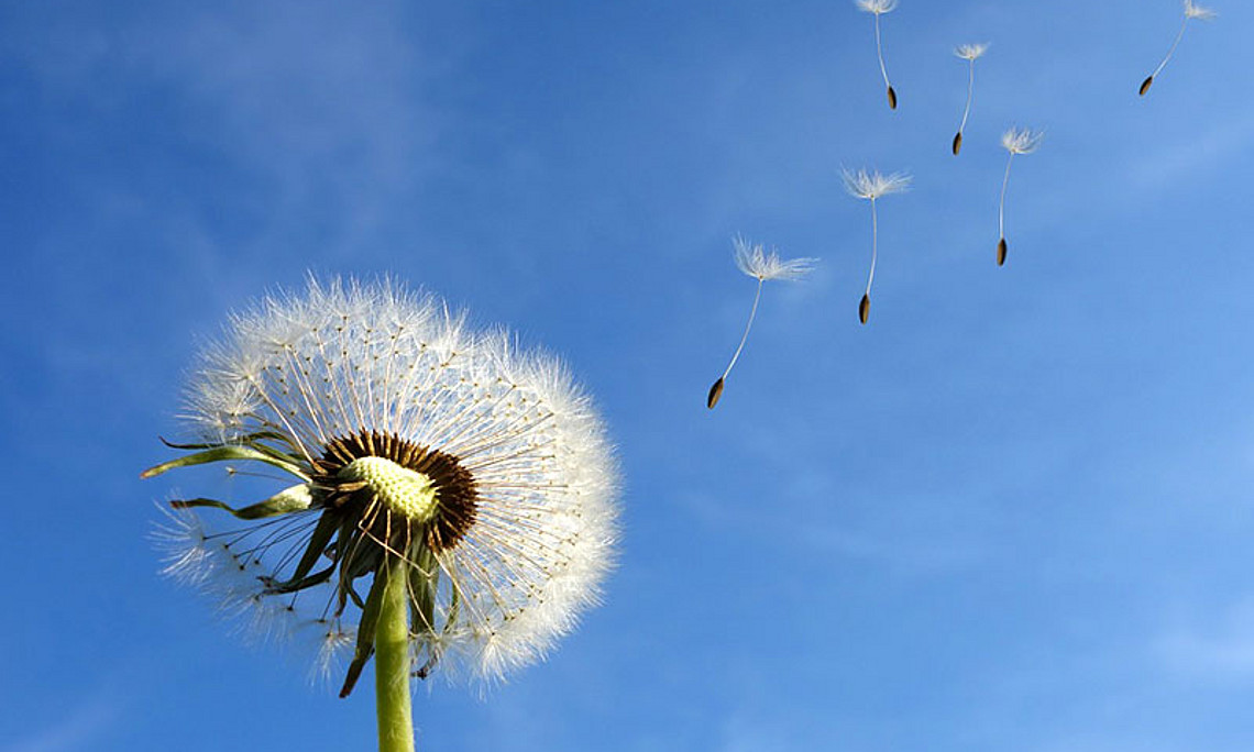 Löwenzahn-Pusteblume vor blauem Himmel. Foto: pixabay