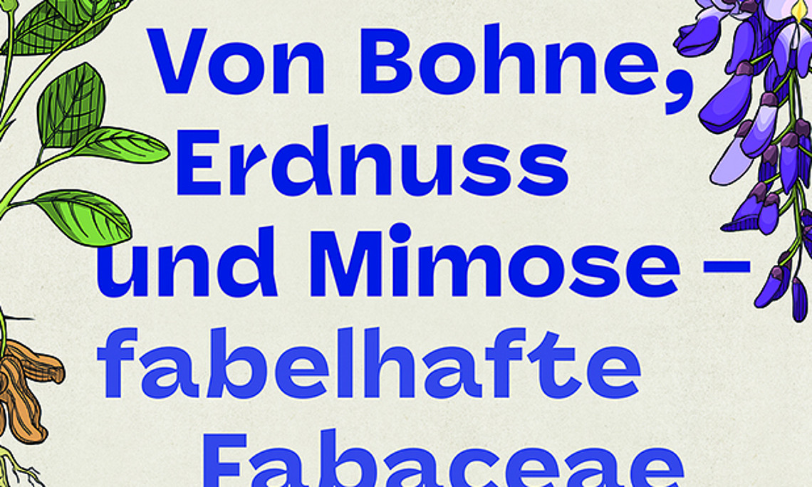 FABFabaceae