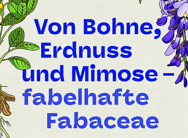 FABFabaceae 