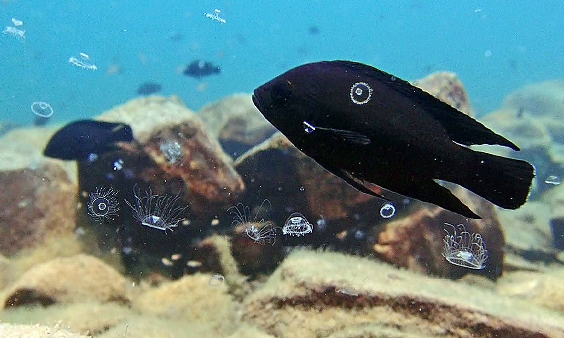 Quallenblüte im Buntbarsch-Territorium: ForscherInnen der Uni Graz analysieren erstmals die Auswirkungen der Nesseltier-Invasion auf das Verhalten der Fische. Foto: Uni Graz/Bose