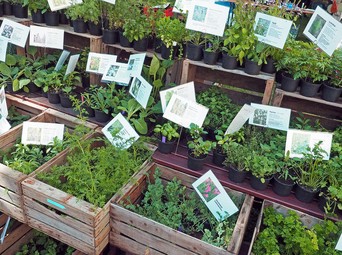 Die MOOSFLORA von ÖSTERREICH - Buchpräsentation - Botanischer Garten