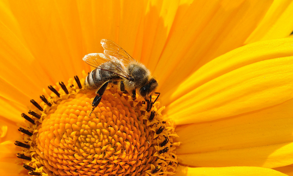 Der Rückgang vieler Bestäuber könnte massive Auswirkungen auf die Lebensmittelproduktion haben. Der neue Biodiversitätsrat warnt eindringlich vor Folgen des Artensterbens. Foto: Katja - pixabay.com