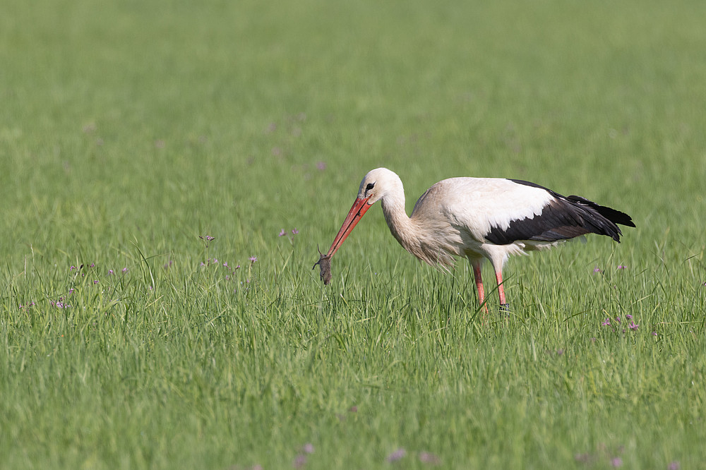 Weißstorch, der eine Maus gefangen hat ©David Nayer