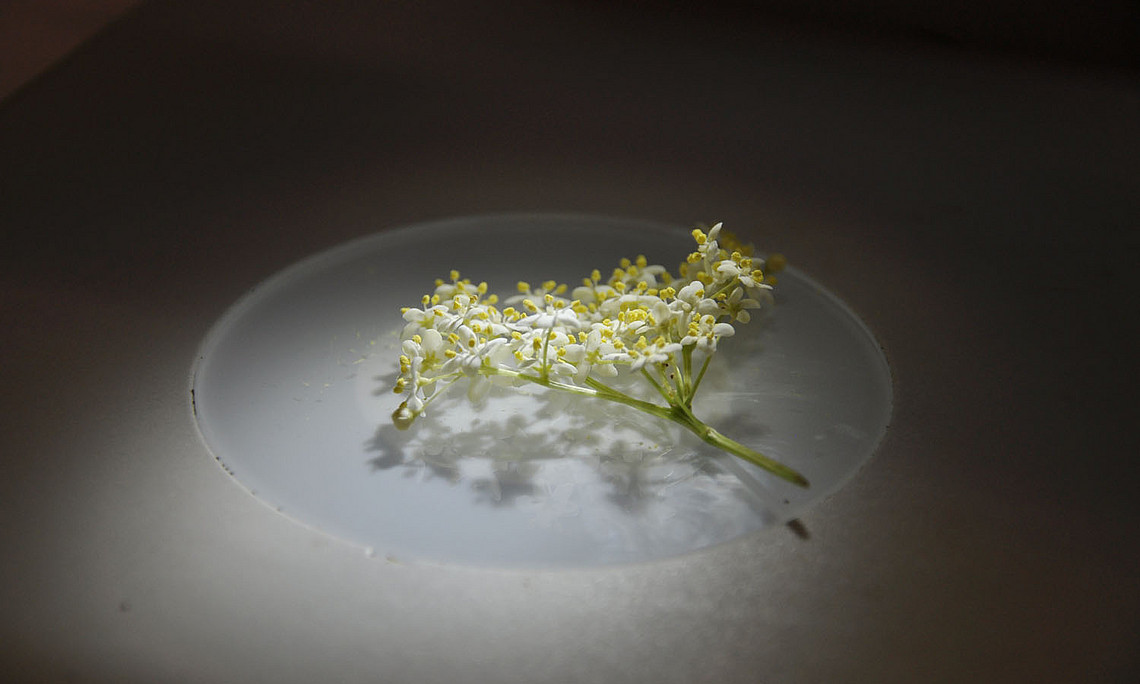 Holunderblüte unter dem Mikroskop
