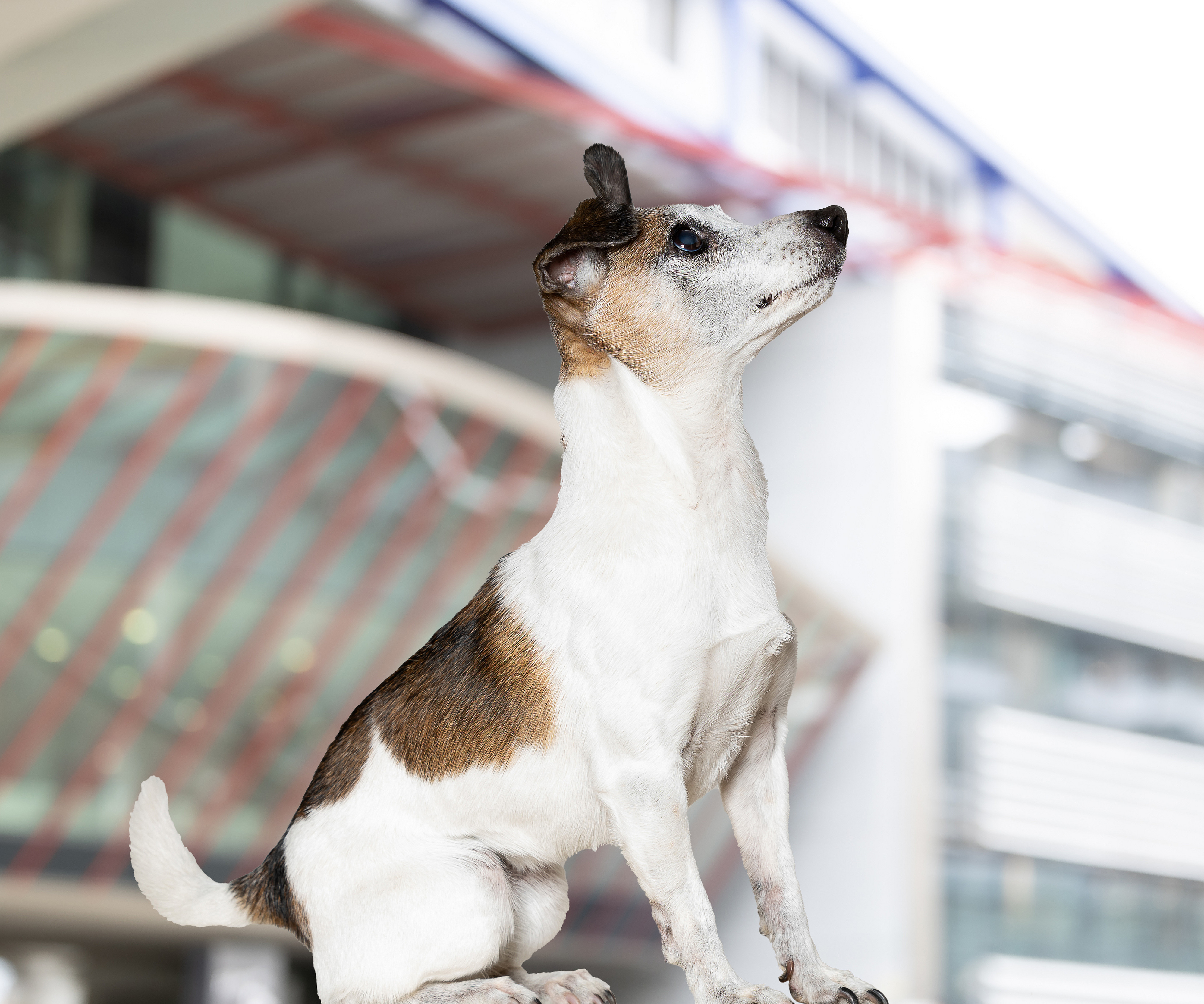 Ruby, Jack Russel