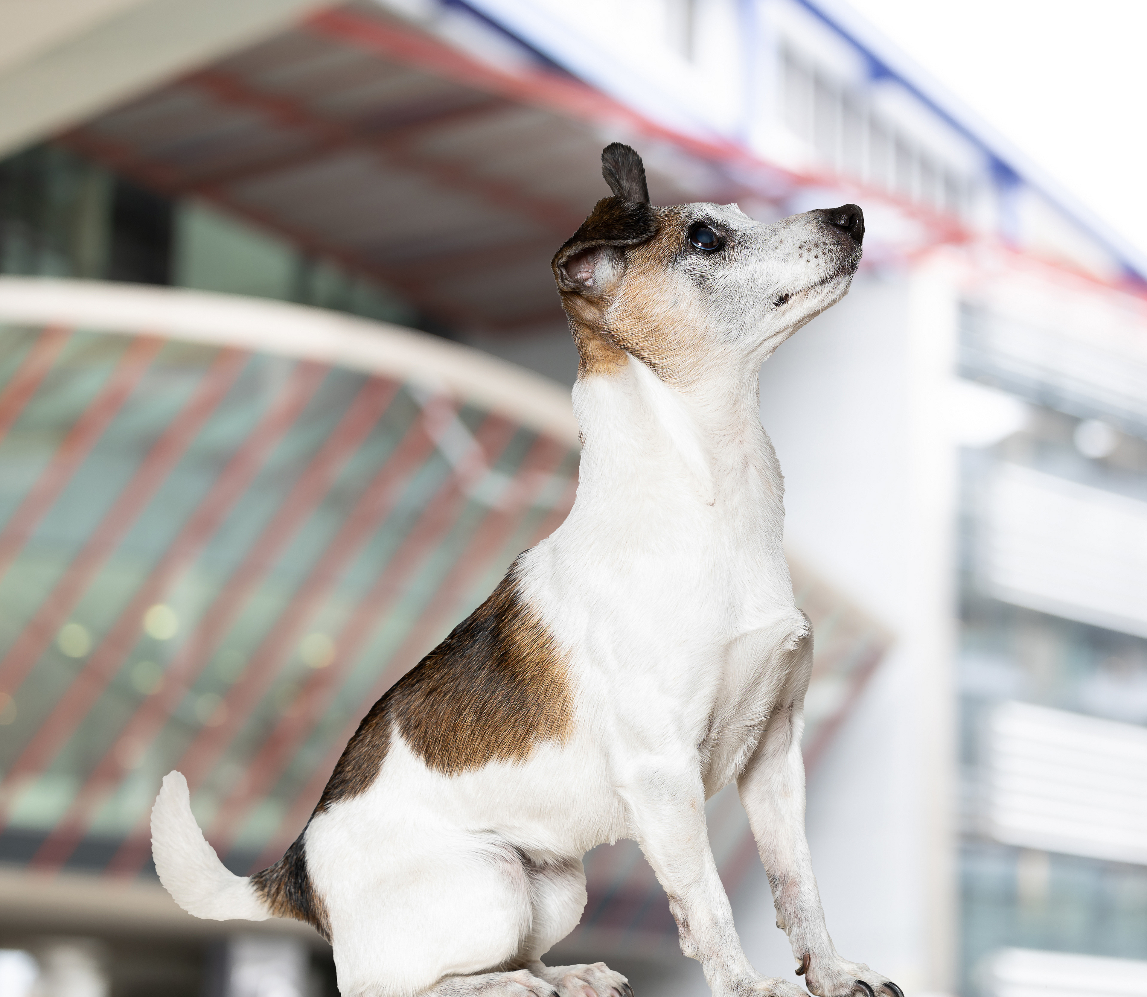 Bild zeigt Ruby, Jack Russell von Christian Hirt