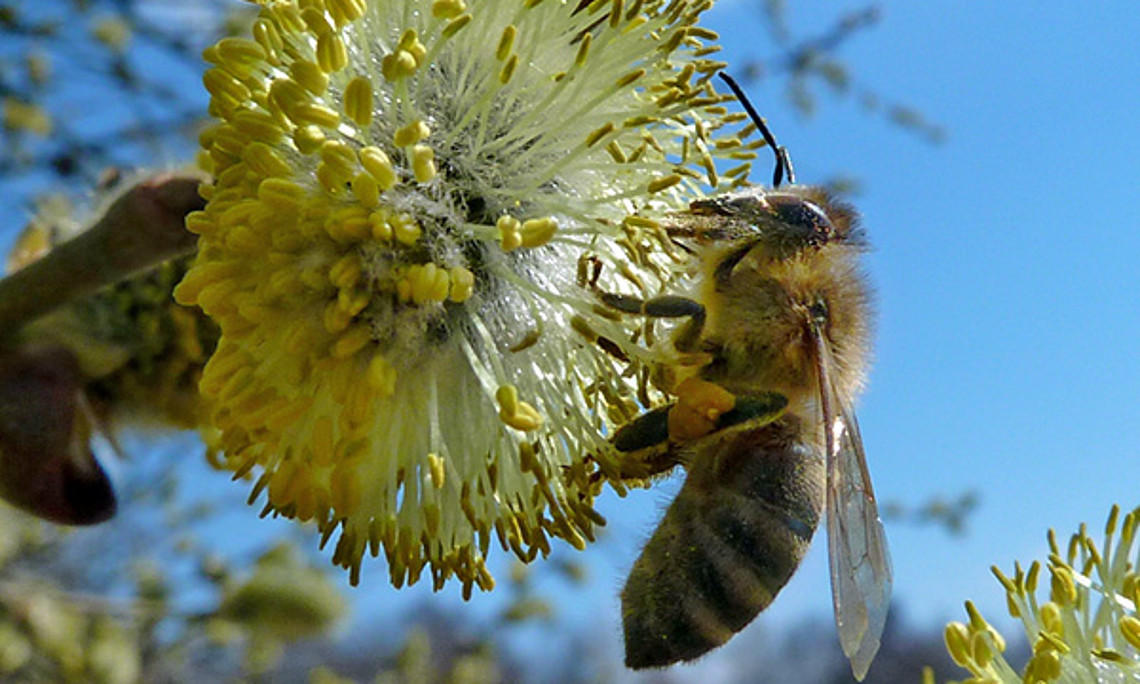 Im Winter 2015/16 verzeichneten die österreichischen ImkerInnen nur geringe Verluste an Bienenvölkern. Foto: Dr. Klaus-Uwe Gerhardt/pixelio.de