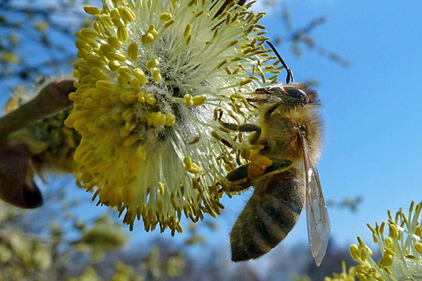 Die Gesundheit der Bienen steht im Zentrum eines neuen Forschungsprojekts, an dem die Uni Graz wesentlich beteiligt ist. Foto: pixelio.de