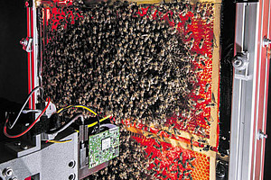 Honeycomb full of bees, with an electronic device directly in front of it