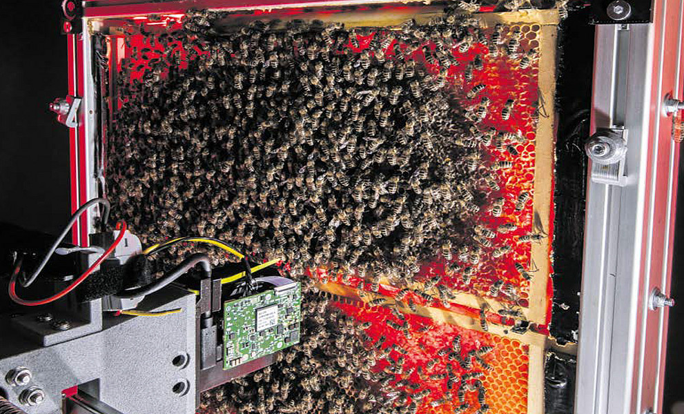 Bienenwabe voller Bienen, unmittelbar davor ein elektronisches Gerät