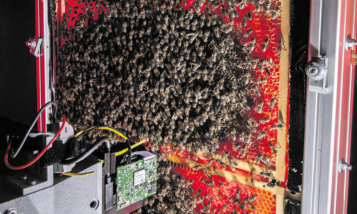 Honeycomb full of bees, with an electronic device directly in front of it
