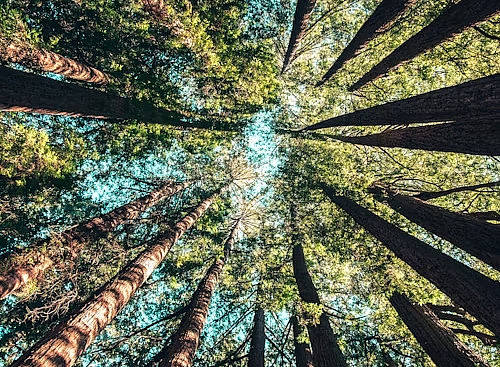 Wald 