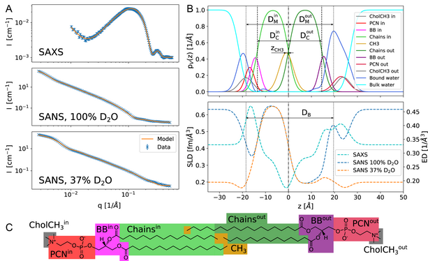 Analyse von asymmetrischen Membranen 