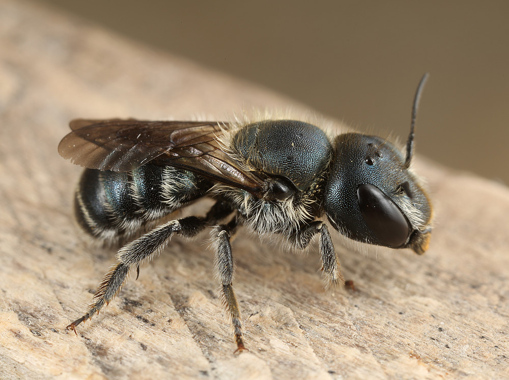 Osmia caerulescens ©Lorenz_Wido_Gunzcy