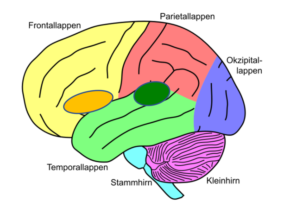 Grafische Abbildung des menschlichen Gehirns (Seitenansicht). Das Broca-Areal ist im Frontallappen an der Grenze zum Temporallappen, während das Wernicke-Areal zwischen Parietallappen und Temporallappen liegt.