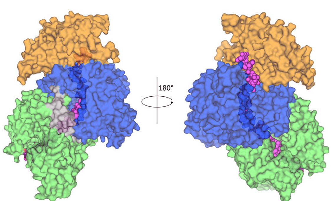 Das Enzym Relaxase mit seiner "Fracht", einem DNA-Stück (in Pink): Das Wissen um die Struktur soll helfen, Antibiotika-Resistenzen einzudämmen. Grafik: Ilangovan et al., Cell, CC BY (https://creativecommons.org/licenses/by/4.0/)