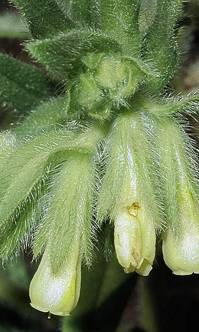 WissenschafterInnen identifizierten die Pflanze "Onosma paniculata", eine Art von Lotwurz - auf dem Bild zu sehen ist die Sand-Lotwurz -, als aussichtsreichen Kandidaten im Kampf gegen Krebszellen. Foto: Wikimedia Commons. 