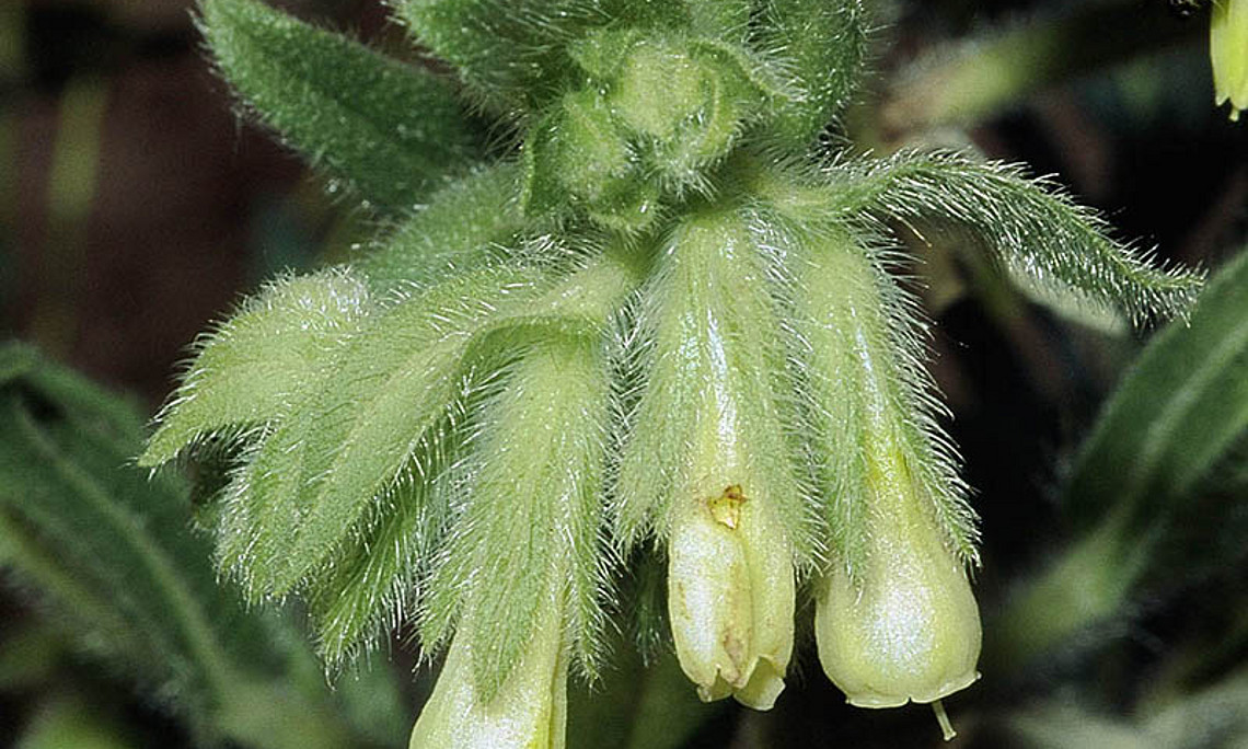 WissenschafterInnen identifizierten die Pflanze "Onosma paniculata", eine Art von Lotwurz - auf dem Bild zu sehen ist die Sand-Lotwurz -, als aussichtsreichen Kandidaten im Kampf gegen Krebszellen. Foto: Wikimedia Commons. 