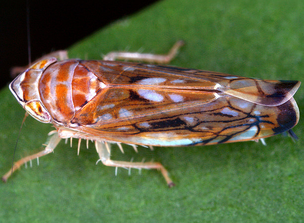 Nahaufnahme einer Amerikanischen Rebzikade (Scaphoideus titanus) auf einem grünen Blatt. Das Insekt ist seitlich von oben zu sehen, hat einen länglichen, braun-gelb gemusterten Körper mit auffälligen, durchscheinenden Flügeln, die dunkle und helle Flecken sowie schwarze Adern zeigen. Die Beine sind hell und mit kleinen Dornen besetzt, die Facettenaugen sind gelblich. Der Hintergrund ist unscharf und hebt das Insekt deutlich hervor. ©Gernot Kunz
