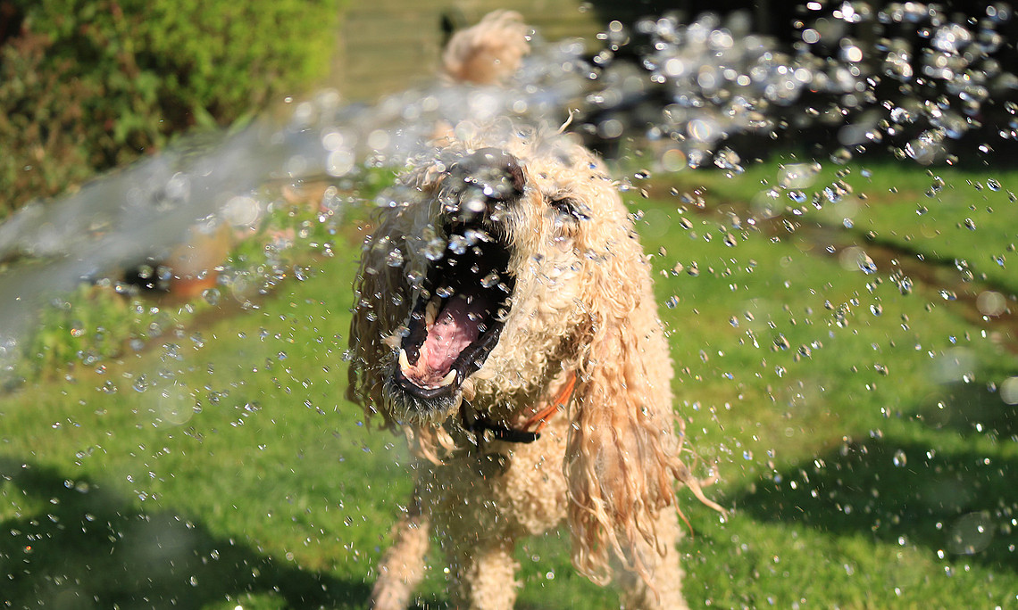 Hund, der sich bei Hitzewelle mit Wasser aus einem Schlauch abkühlt.